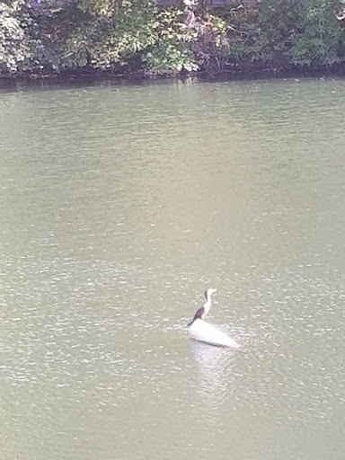 Nature Preserve «Lake Roland Nature Council», reviews and photos, 1000 Lakeside Dr, Baltimore, MD 21210, USA