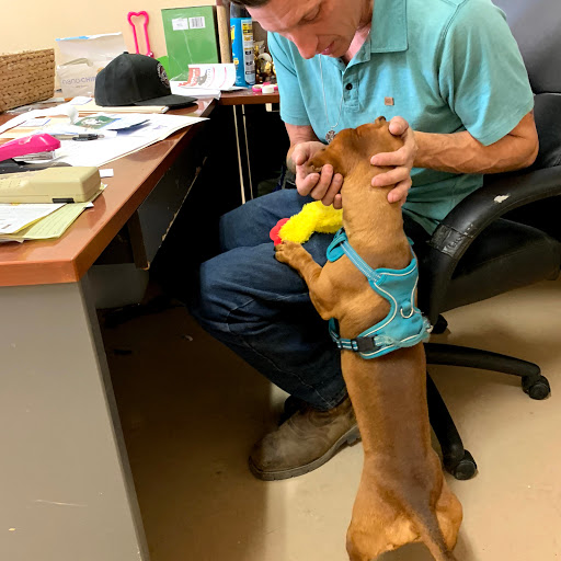 1 Love Dog Rescue image