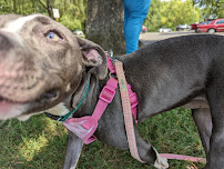 Young-Williams Animal Center - Photo 8 - Car repair in Knoxville, TN, Knoxville