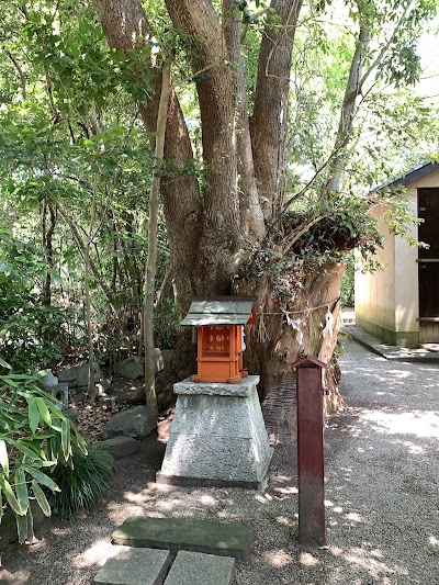 津八幡宮 御神木