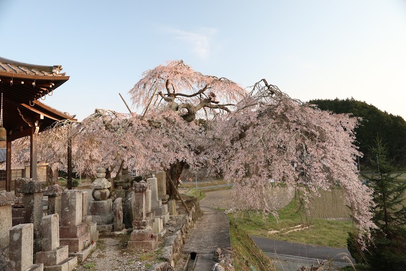 小倉観音寺の枝垂れ桜
