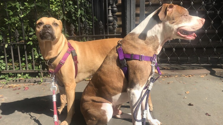 Brooklyn Family Dog walker