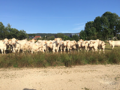 EARL DE LA CROIX BLANCHE à Champdor-Corcelles