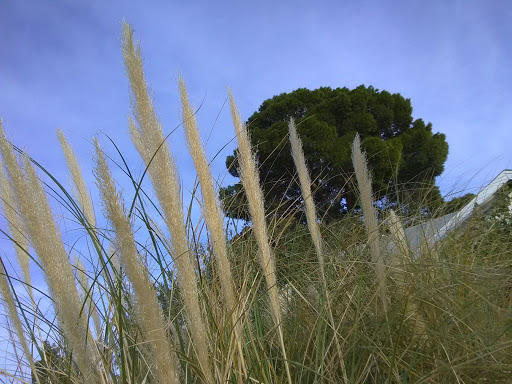 Park «Lorenzi Park», reviews and photos, 3343 W Washington Ave, Las Vegas, NV 89107, USA