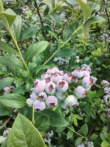 Bernard's Green Valley