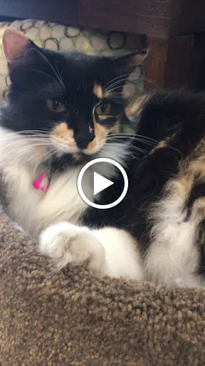 Pet Supply Store «Pet Foods Market & Supplies», reviews and photos, 1816 N Sepulveda Blvd, Manhattan Beach, CA 90266, USA