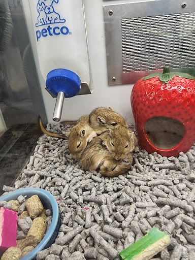 Pet Supply Store «Petco Animal Supplies», reviews and photos, 6425 Keizer Station Blvd, Keizer, OR 97303, USA