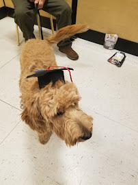 PetSmart - Photo 9 - Car repair in Springfield, OH, Dayton