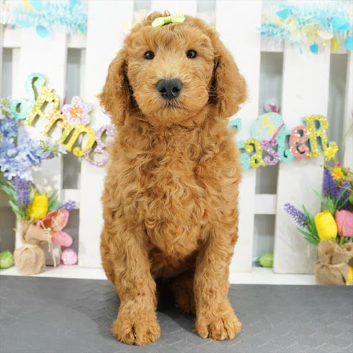 Pet Store «Pet Planet», reviews and photos, 11968 S Redwood Rd, Riverton, UT 84065, USA