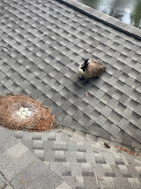 Breda Pest Management - Photo 3 - Car repair in Fayetteville, GA, South Fulton