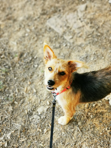 Centro Veterinario Sant Roc en L'Hospitalet de Llobregat