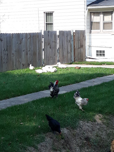 Department Store «Rural King», reviews and photos, 430 Oberlin Rd, Elyria, OH 44035, USA