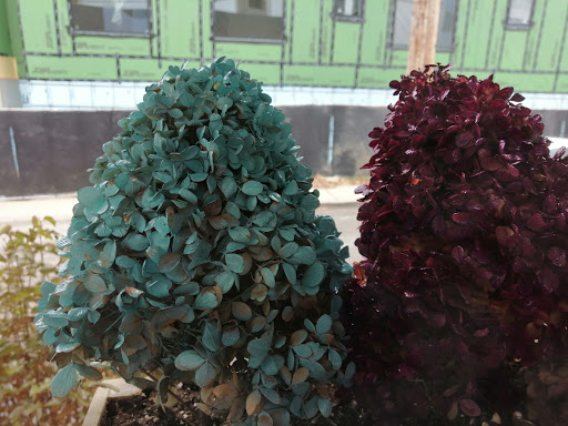 Ice Cream Shop «BRICS», reviews and photos, 901 E 64th St, Indianapolis, IN 46220, USA