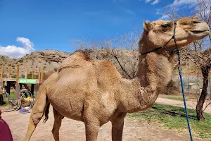 Bunkerville Camel Safari image