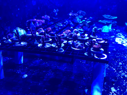 Pet Supply Store «Pets Plus», reviews and photos, 123 Nashua Rd #7, Londonderry, NH 03053, USA