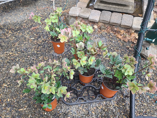 Garden Center «Victoria Gardens», reviews and photos, 1 Cottekill Rd, Rosendale, NY 12472, USA