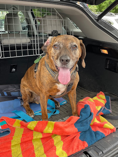 CVCA Cardiac Care for Pets