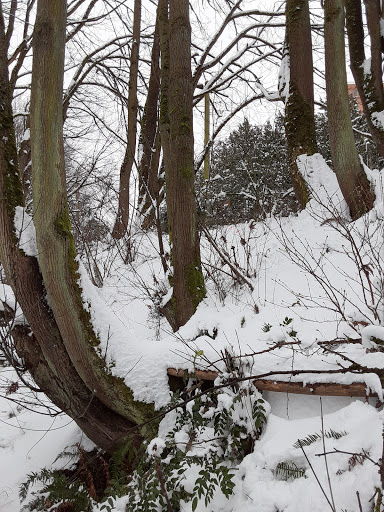 Park «Lewis Park», reviews and photos, 1120 15th Ave S, Seattle, WA 98144, USA