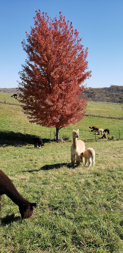 Boutique «Alpacas of the Heartland LLC», reviews and photos, 7016 County Rd 39, Fort Calhoun, NE 68023, USA