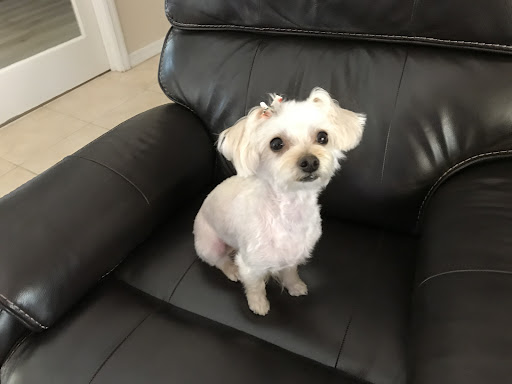 Pet Supply Store «PetSmart», reviews and photos, 1819 NE Pine Island Rd, Cape Coral, FL 33909, USA