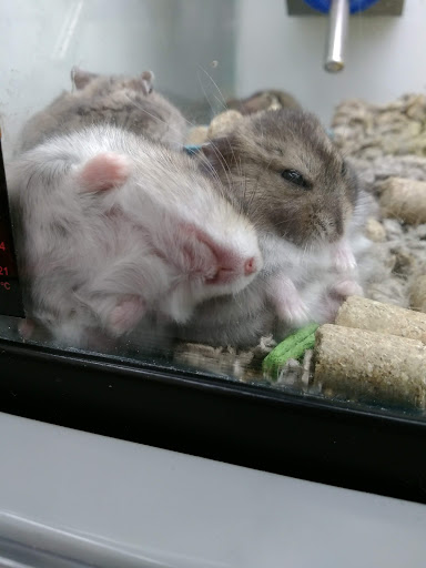 Petco