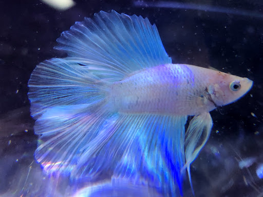 Aquarium Shop «Aquarium Depot», reviews and photos, 11762 SW 88th St, Miami, FL 33186, USA