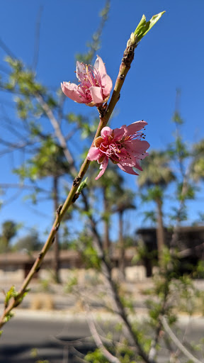 Park «Daley Park», reviews and photos, 1625 S College Ave, Tempe, AZ 85281, USA