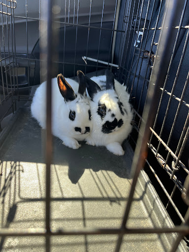 Pet Supply Store «Petco Animal Supplies», reviews and photos, 2227 E Semoran Blvd, Apopka, FL 32703, USA