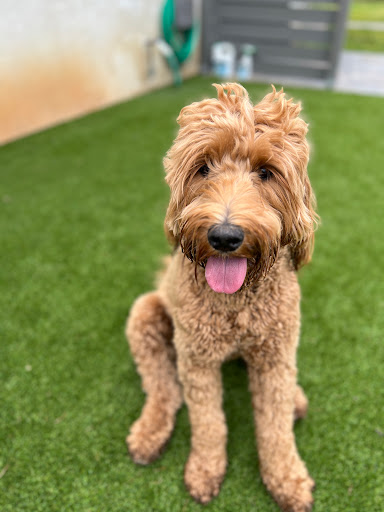 24 Hour Dog Daycare image