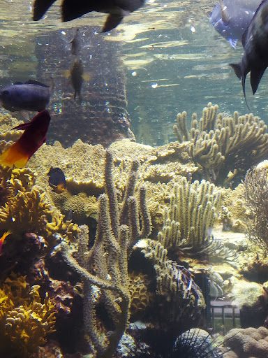 Country Club «St Lucie County Regional History Center», reviews and photos, 414 Seaway Dr, Fort Pierce, FL 34949, USA