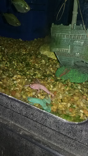 Club «All Pets Club», reviews and photos, 351 Boston Post Rd, North Windham, CT 06256, USA