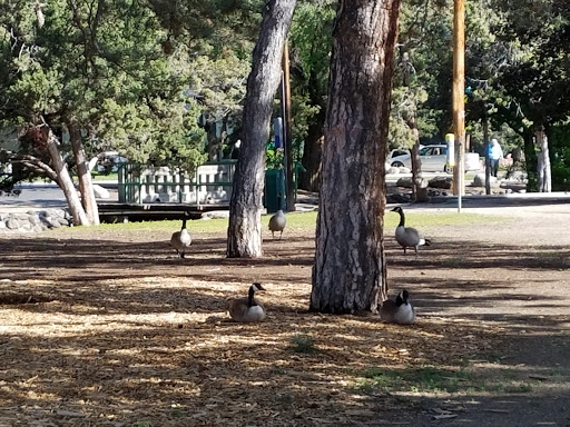Nature Preserve «Virginia Lake», reviews and photos, 1980 Lakeside Dr, Reno, NV 89509, USA