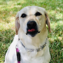 Game Time Dog Services - Photo 9 - Car repair in Austin, TX, Round Rock