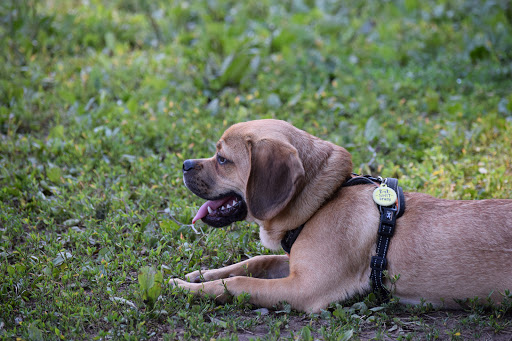 Dog Park «Dog Park», reviews and photos, 9068-9156 Wheatsheaf Rd, Morrisville, PA 19067, USA