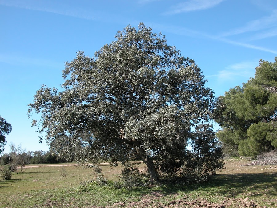 Espacio Natural de Los Carriles