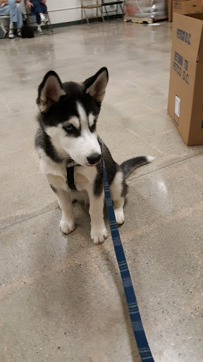 Pet Supply Store «Petco Animal Supplies», reviews and photos, 26501 Bouquet Canyon Rd, Saugus, CA 91350, USA