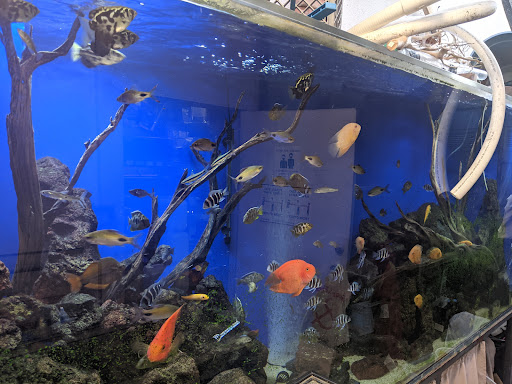 Pet Supply Store «Lotus Aquarium», reviews and photos, 14704 Hawthorne Blvd, Lawndale, CA 90260, USA