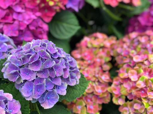 Plant Nursery «Orchard Nursery and Florist», reviews and photos, 4010 Mt Diablo Blvd, Lafayette, CA 94549, USA