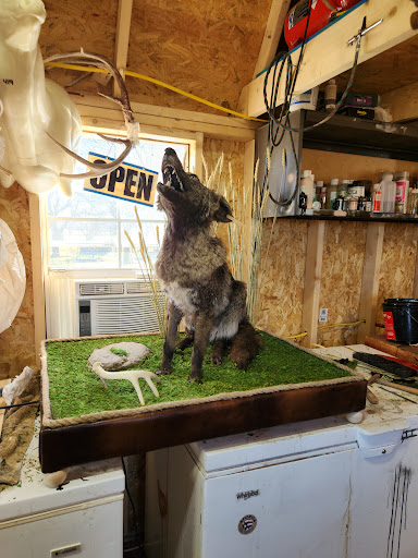 Wolftrack taxidermy