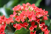 Calloway's Nursery - Photo 6 - Car repair in Denton, TX, Denton