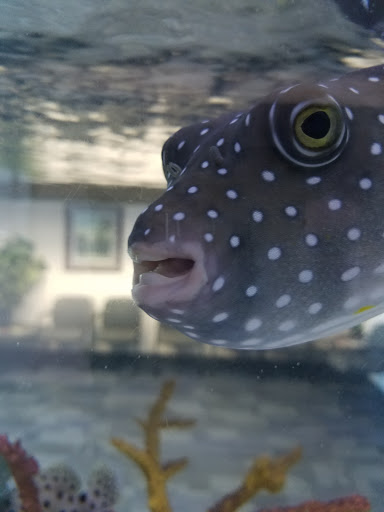 Ford Dealer «Folsom Lake Ford», reviews and photos, 12755 Folsom Blvd, Folsom, CA 95630, USA