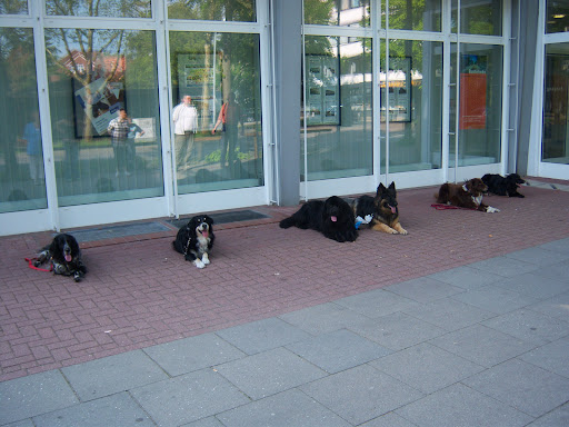 Hundeschule Fleissige Pfoten unter Neu Wulmstorf, 