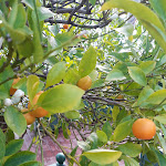 Photo n° 21 de l'avis de Charles. fait le 08/03/2024 à 20:57 pour Jardin Botanique Jean-Marie Pelt à Villers-lès-Nancy