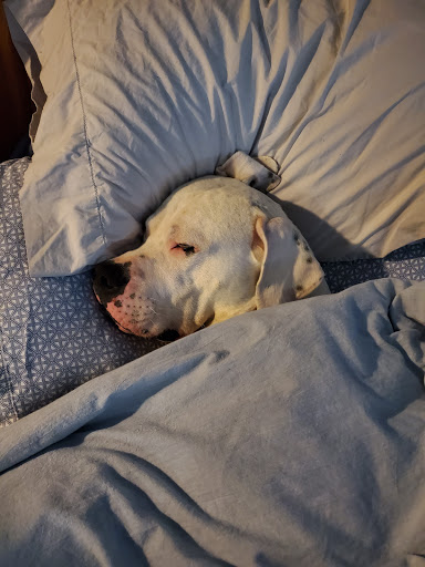 Pet Supply Store «Centinela Feed & Pet Supplies», reviews and photos, 2320 Harbor Blvd, Costa Mesa, CA 92626, USA