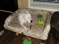 K9 Ballistics - Photo 8 - Car repair in Camarillo, CA, Oxnard