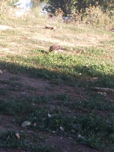 Public Golf Course «Wellshire Golf Course», reviews and photos, 3333 S Colorado Blvd, Denver, CO 80222, USA