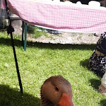 Photo n°5 de l'avis de Sara.i fait le 18/06/2023 à 10:06 sur le  Family Resort Rainer à Moos