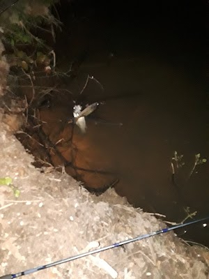 McCrary Creek Access Area - photo 12