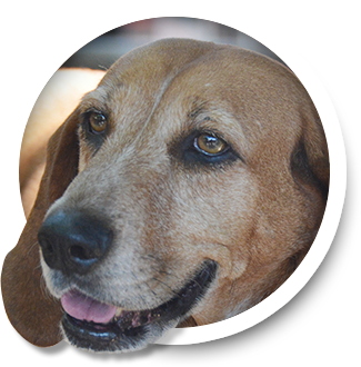 Auto Repair Shop «Allied Auto Works», reviews and photos, 2073 Grant Rd, Los Altos, CA 94024, USA