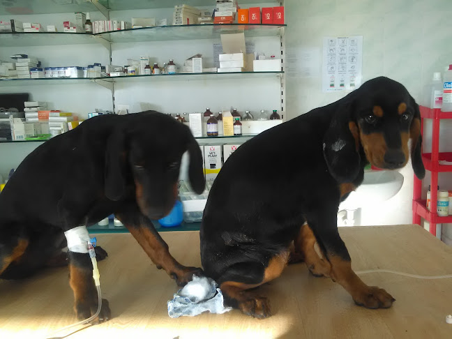 Recenzije VETERINARSKA STANICA d.o.o. u Garešnica - Veterinar